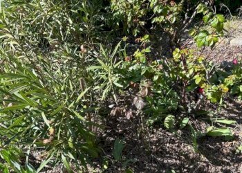 Terreno - Trilocale via Belvedere, 11, Monzuno - foto 3