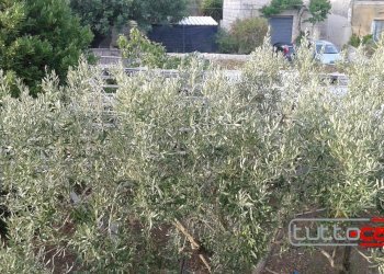 Casa indipendente C.DA LINCINO, Scicli - foto 11