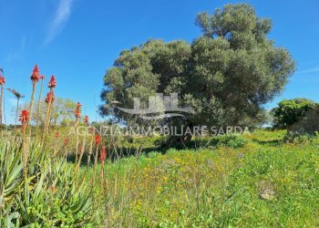 WhatsApp Image 2026-03-18 at 12.48.03 (2).jpeg - Rustico Alghero - foto 25