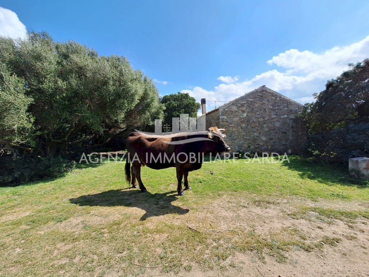 WhatsApp Image 2026-03-24 at 17.44.12 (1).jpeg - Villa Aglientu - photo 2