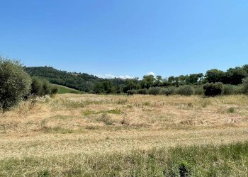 Foto 5 - Azienda agricola Montespertoli - foto 5