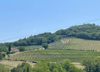 Foto 10 - Azienda agricola Montespertoli - foto 10