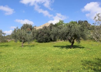 Giardino - Rustico C.da S.Silvestro
snc, Vittoria - foto 10