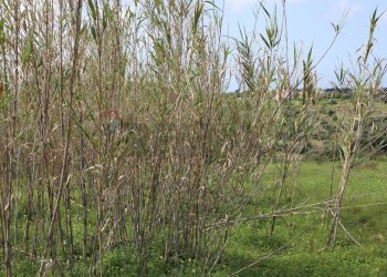 Giardino - Rustico C.da S.Silvestro
snc, Vittoria - foto 25