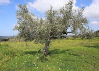 Giardino - Rustico C.da S.Silvestro
snc, Vittoria - foto 30