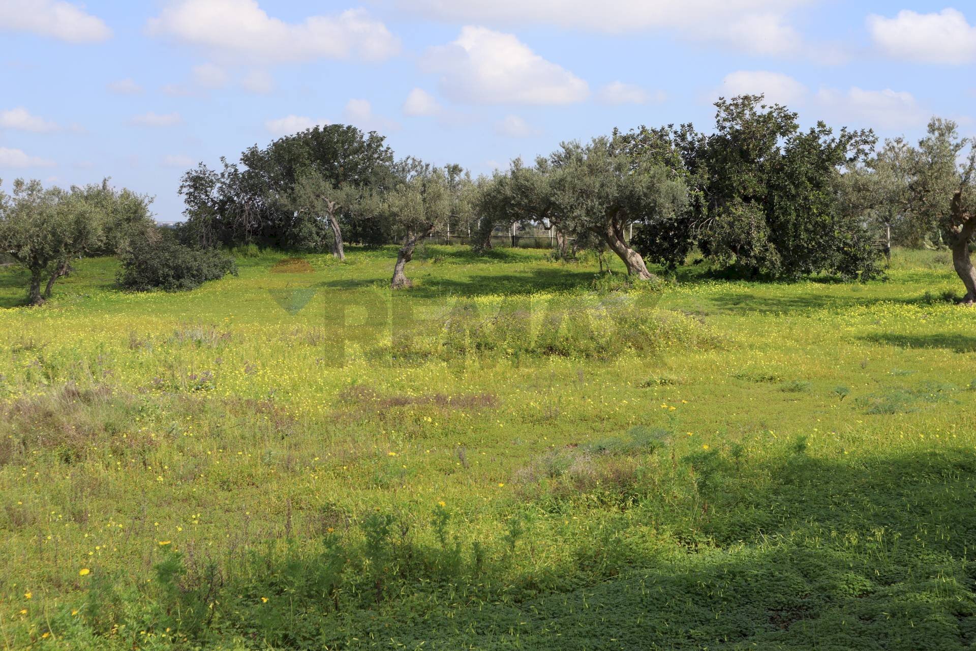 Giardino - Agricultural land C.da S. Silvestro, Vittoria - photo 2