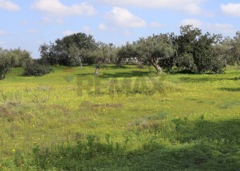 Giardino - Agricultural land C.da S. Silvestro, Vittoria - photo 2