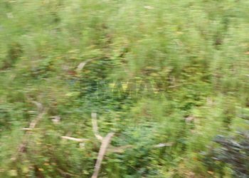 Non correlato - Agricultural land C.da S. Silvestro, Vittoria - photo 5