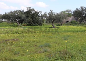 Giardino - Agricultural land C.da S. Silvestro, Vittoria - photo 8