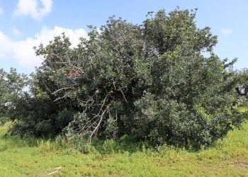 Giardino - Agricultural land C.da S. Silvestro, Vittoria - photo 11