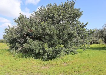 Giardino - Agricultural land C.da S. Silvestro, Vittoria - photo 12