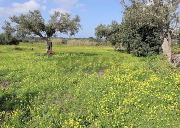 Giardino - Agricultural land C.da S. Silvestro, Vittoria - photo 13