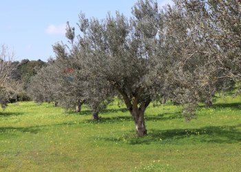 Giardino - Agricultural land C.da S.Silvestro, Vittoria - photo 6