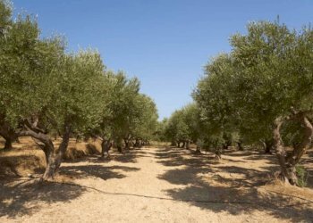 Terreno - Terreno edificabile Frazione San Saturnino, 67, Moneglia - foto 5