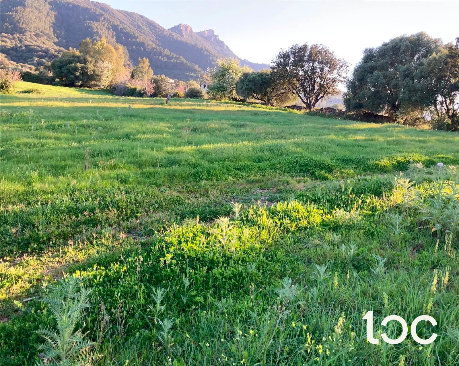 Agricultural land Torpè - photo 1