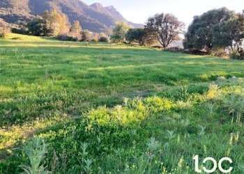 Terreno agricolo Torpè - foto 1