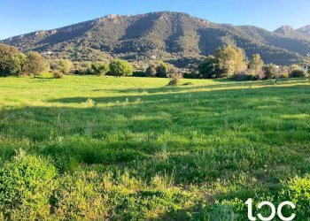 Terreno agricolo Torpè - foto 3
