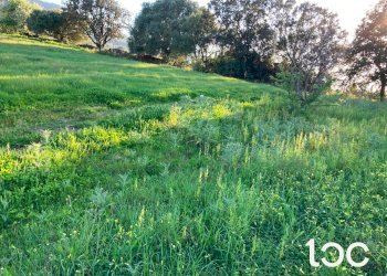 Terreno agricolo Torpè - foto 4
