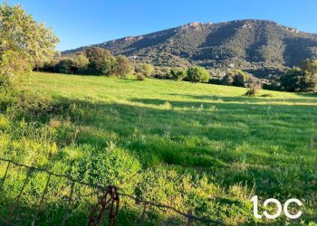 Terreno agricolo Torpè - foto 5