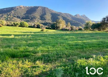 Terreno agricolo Torpè - foto 6