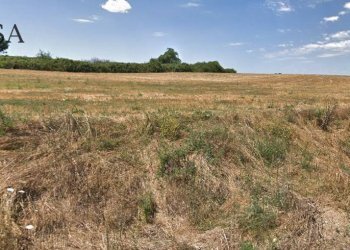 Foto 4 - Agricultural land Via Augusto Persichetti, Roma - photo 4