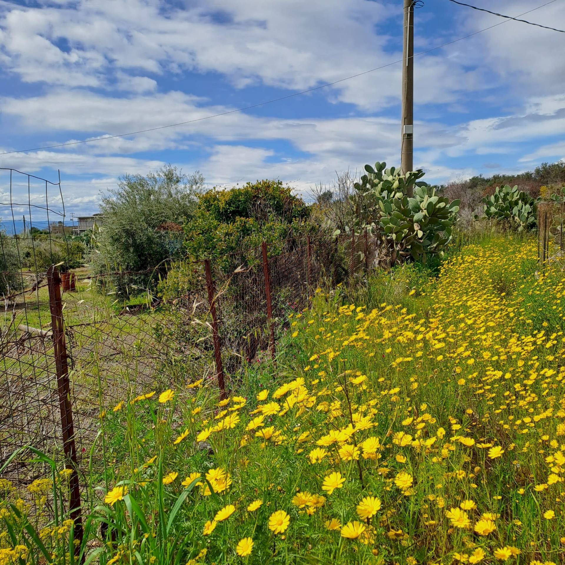 Giardino - Terreno agricolo Contrada Scalilli - Paternò, Paterno - foto 2
