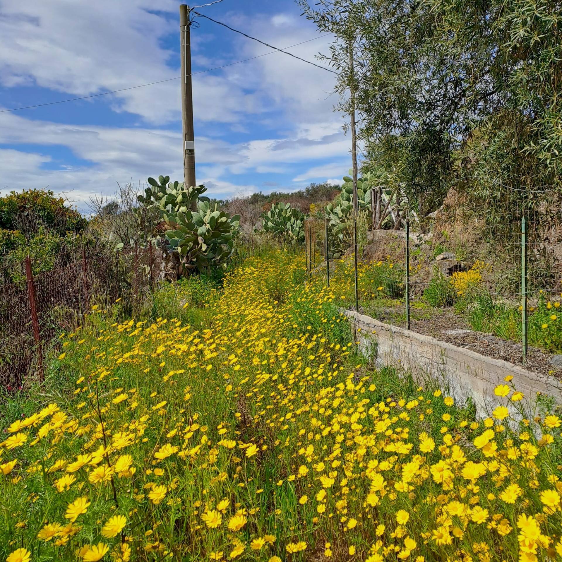 Giardino - Terreno agricolo Contrada Scalilli - Paternò, Paterno - foto 3