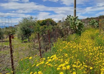 Giardino - Terreno agricolo Contrada Scalilli - Paternò, Paterno - foto 2