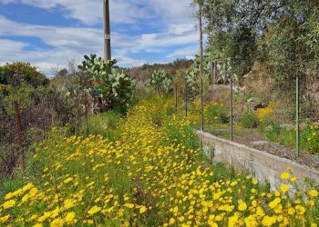 Giardino - Terreno agricolo Contrada Scalilli - Paternò, Paterno - foto 3