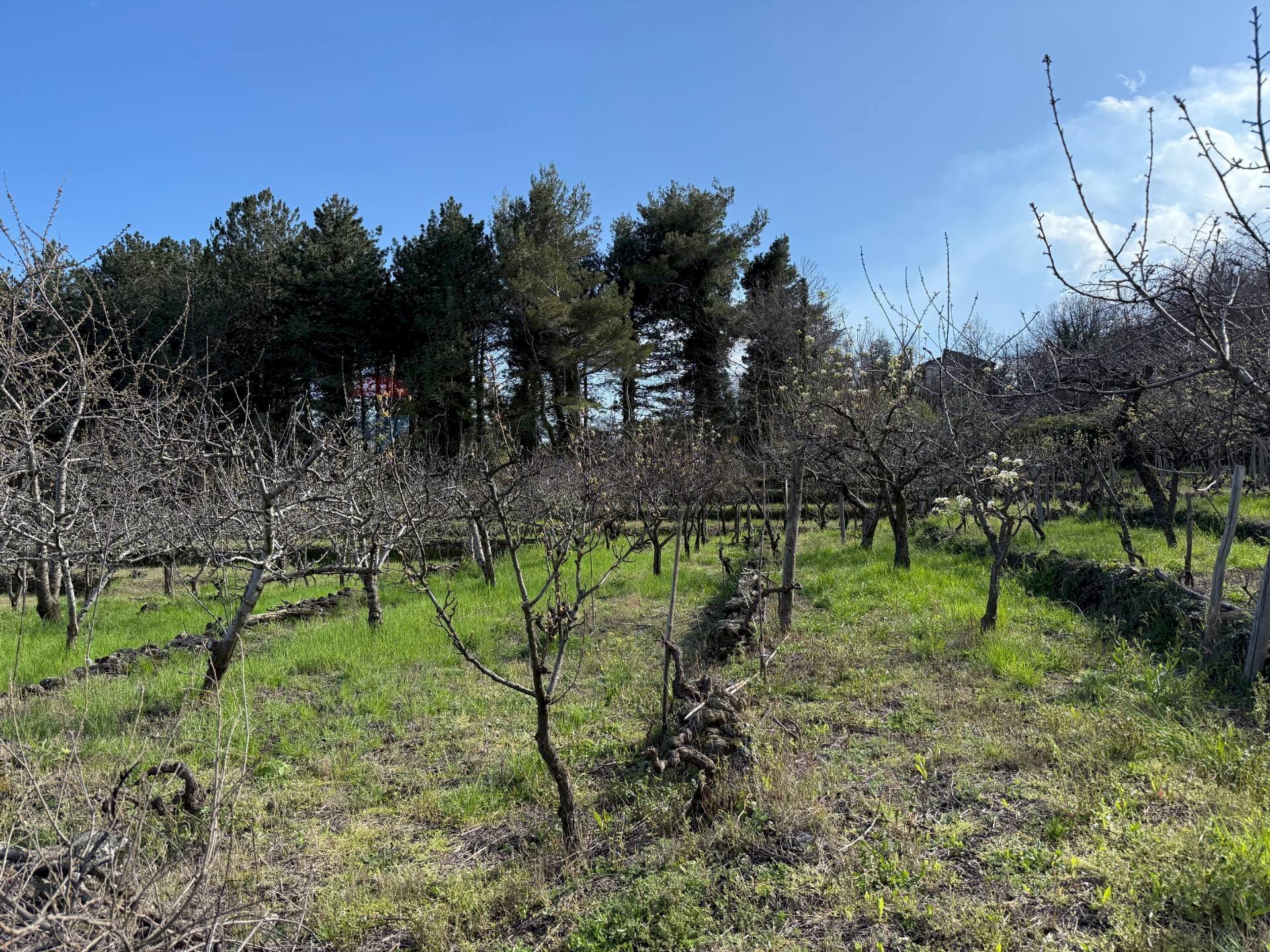 Giardino - Terreno agricolo via linguaglossa
 
37, Sant'Alfio - foto 2