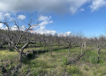 Vista delle montagne - Terreno agricolo via linguaglossa
 
37, Sant'Alfio - foto 4