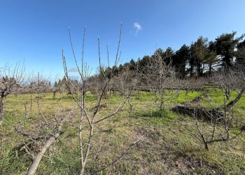 Vista delle montagne - Terreno agricolo via linguaglossa
 
37, Sant'Alfio - foto 12