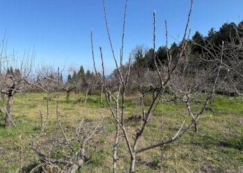 Vista delle montagne - Terreno agricolo via linguaglossa
 
37, Sant'Alfio - foto 13