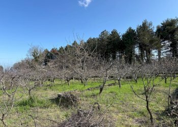 Vista delle montagne - Terreno agricolo via linguaglossa
 
37, Sant'Alfio - foto 16