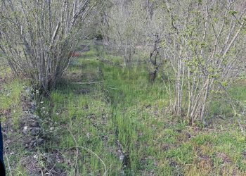 Giardino - Terreno agricolo via linguaglossa
 
37, Sant'Alfio - foto 18