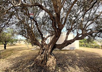 Giardino - Villa via Pozzallesi d'America, Pozzallo - foto 3