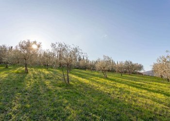 F_918122.jpg - Terreno agricolo Via Nicola 2, Luni - foto 1