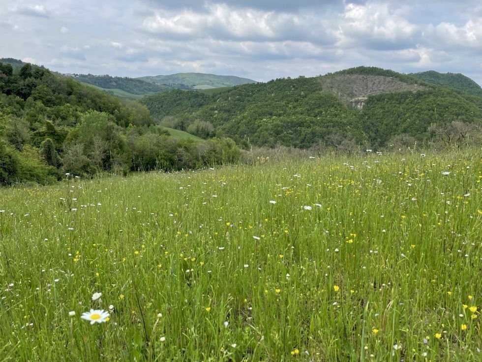 Terreno agricolo Fontanelice - foto 1