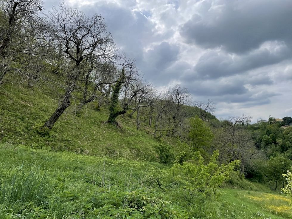 Terreno agricolo Fontanelice - foto 3