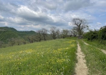 Terreno agricolo Fontanelice - foto 4