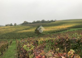 Terreno agricolo Valle San Giovanni, Calamandrana - foto 2
