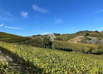 Terreno agricolo Valle San Giovanni, Calamandrana - foto 5