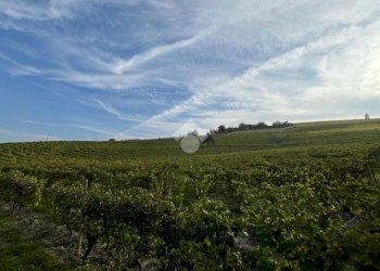 Terreno agricolo Valle San Giovanni, Calamandrana - foto 6