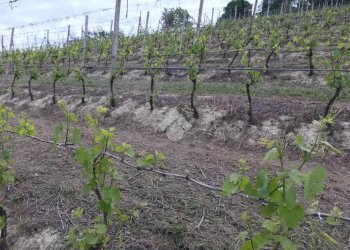 Terreno agricolo Valle San Giovanni, Calamandrana - foto 7