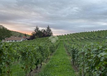 Terreno agricolo Valle San Giovanni, Calamandrana - foto 8
