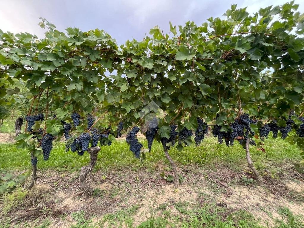 Terreno agricolo Frazione Valle San Giovanni, Calamandrana - foto 1
