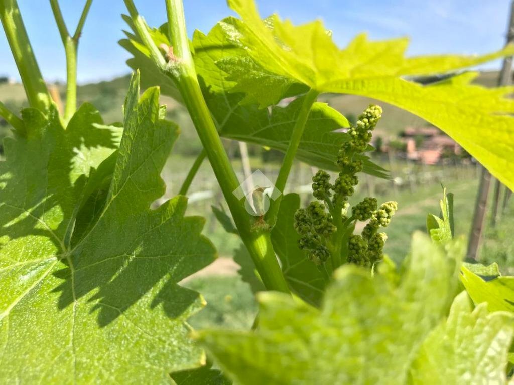 Terreno agricolo Frazione Valle San Giovanni, Calamandrana - foto 2