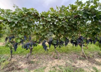 Terreno agricolo Frazione Valle San Giovanni, Calamandrana - foto 1
