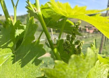 Terreno agricolo Frazione Valle San Giovanni, Calamandrana - foto 2