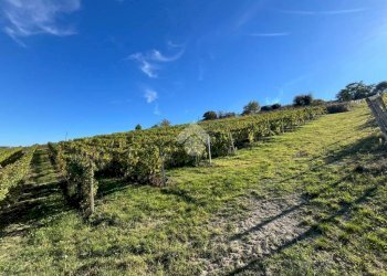 Terreno agricolo Frazione Valle San Giovanni, Calamandrana - foto 11